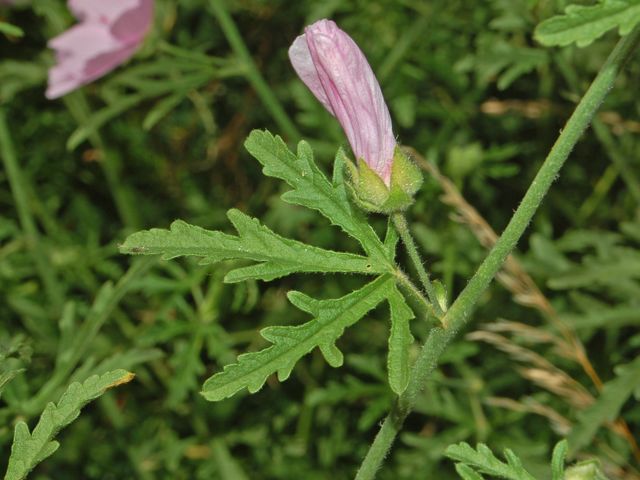 Malva alcea